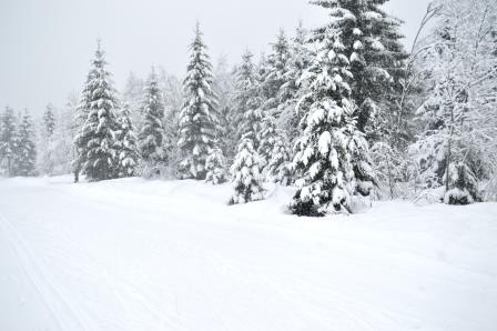 Raquette à neige dans les forets enneigé de Chamonix
