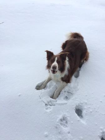 chien qui marche dans la neige